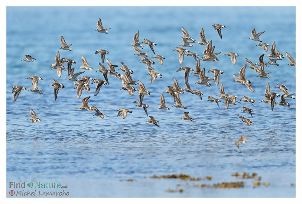 White-rumped Sandpiper