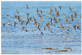 White-rumped Sandpiper