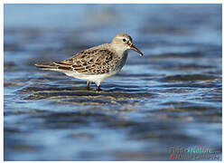 White-rumped Sandpiper