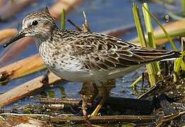 Least Sandpiper