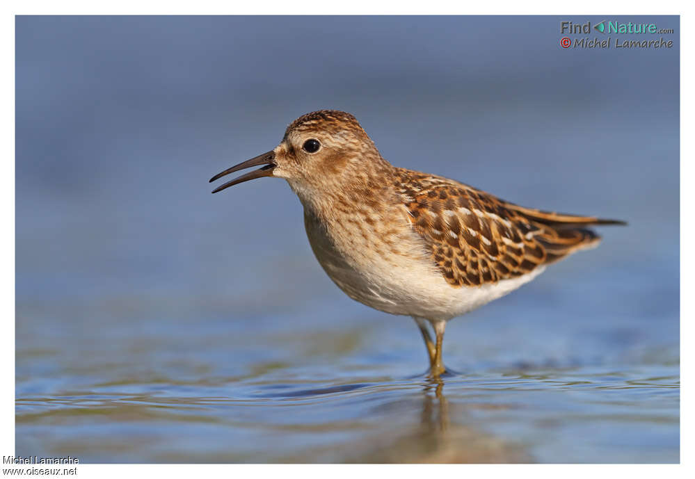 Least Sandpiperjuvenile, identification