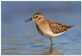 Least Sandpiper