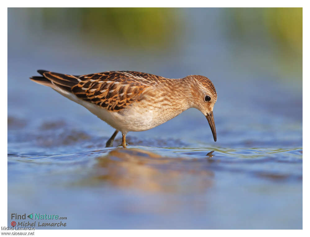 Least Sandpiperjuvenile, pigmentation, fishing/hunting