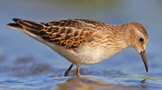 Least Sandpiper