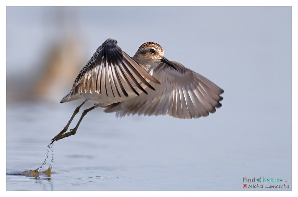 Least Sandpiper