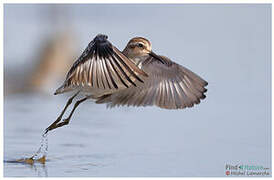 Least Sandpiper