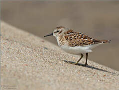 Least Sandpiper