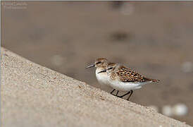 Least Sandpiper