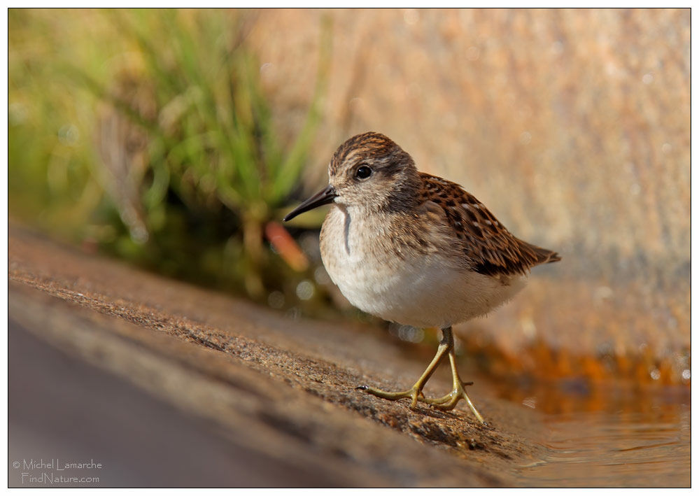 Least Sandpiper