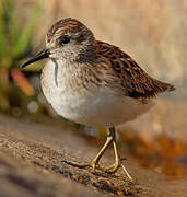 Least Sandpiper