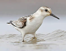 Bécasseau sanderling