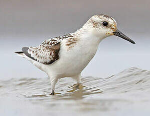 Bécasseau sanderling