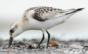 Sanderling