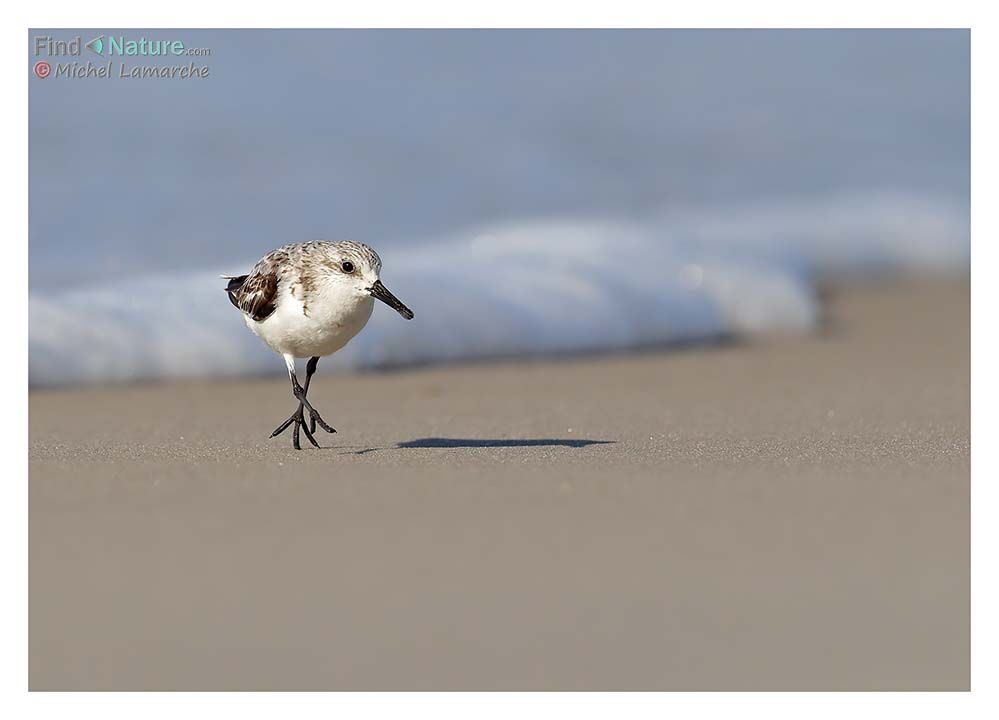 Bécasseau sanderling