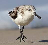 Sanderling