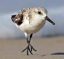 Bécasseau sanderling