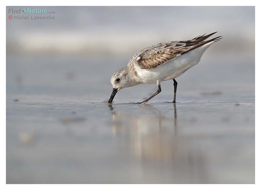 Bécasseau sanderling