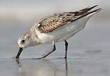 Bécasseau sanderling