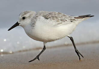 Bécasseau sanderling