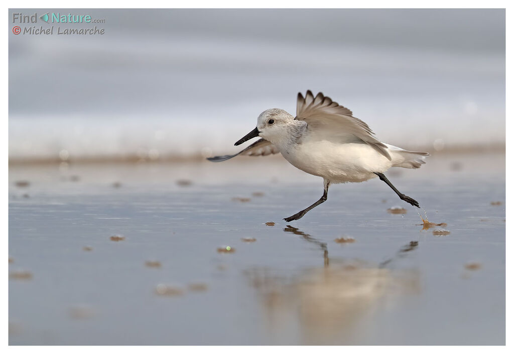 Bécasseau sanderling