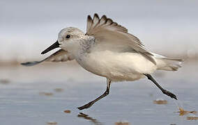 Bécasseau sanderling