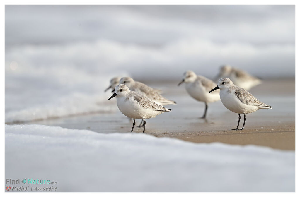 Sanderling