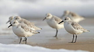 Bécasseau sanderling