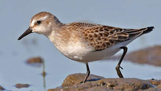 Semipalmated Sandpiper