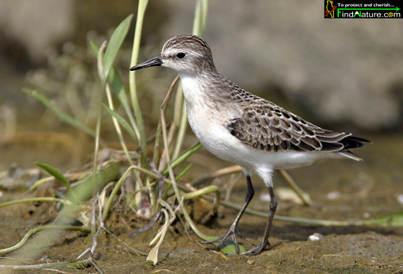 Semipalmated Sandpiper