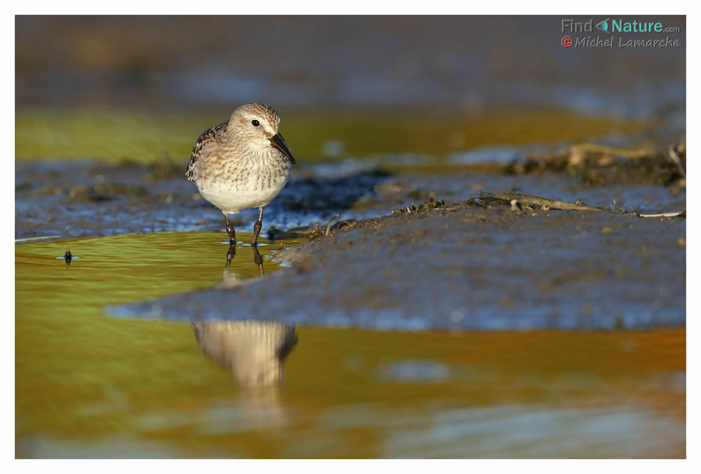 Semipalmated Sandpiper