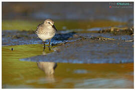 Semipalmated Sandpiper