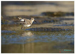 Semipalmated Sandpiper