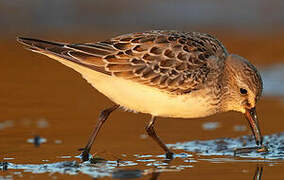 Semipalmated Sandpiper