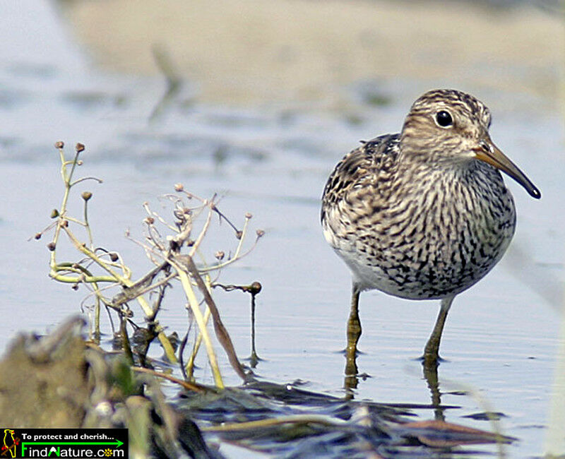 Pectoral Sandpiper