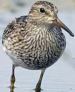 Pectoral Sandpiper