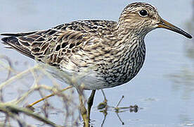 Pectoral Sandpiper