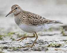 Pectoral Sandpiper