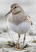 Pectoral Sandpiper