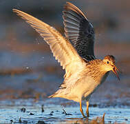 Pectoral Sandpiper