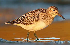 Pectoral Sandpiper