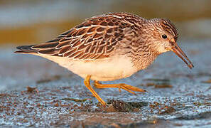 Pectoral Sandpiper