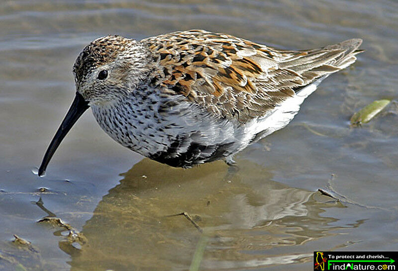 Dunlin, identification, habitat