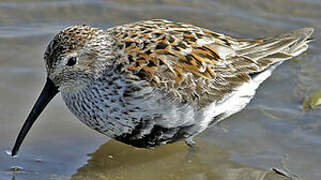 Dunlin