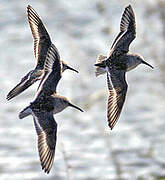 Dunlin