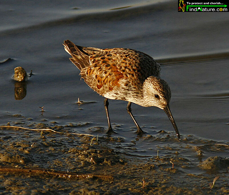 Bécasseau variable