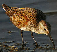 Dunlin