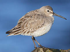 Dunlin