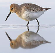 Dunlin