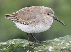 Dunlin