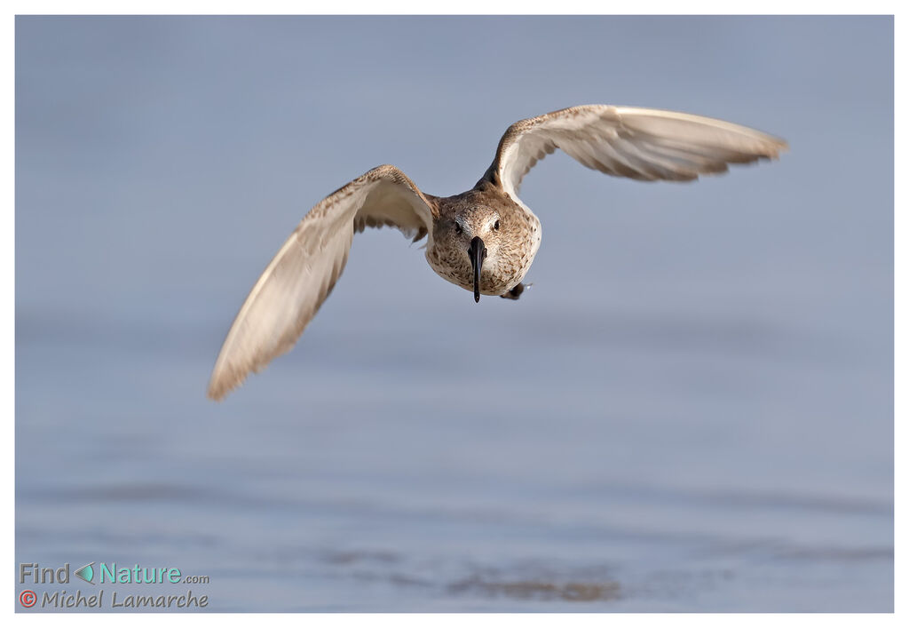 Dunlin, Flight